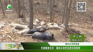 死猪随意丢弃 属地乡政府迅速安排掩埋