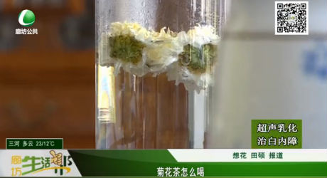 菊花茶怎么喝