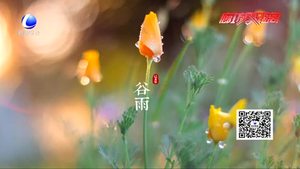 谷雨养生：祛湿除热防春火 适当锻炼强体魄