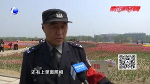 郁金香开放烂漫时 文明赏花莫“伤花”