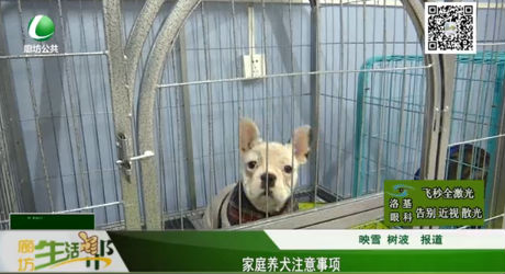 家庭养犬注意事项