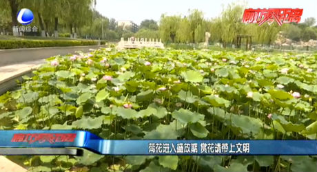 荷花进入盛放期 赏花请带上文明