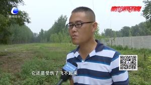 热心市民粘网上救下猫头鹰 交给救助站妥善处理