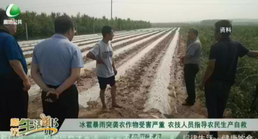 冰雹暴雨突袭农作物受害严重 农技人员指导农民生产自救