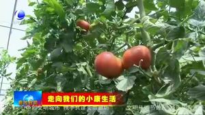 永清县瓦屋辛庄村：棚菜种植引领农民走上致富路