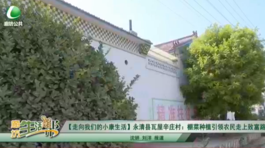 【走向我们的小康生】永清县瓦屋辛庄村：棚蔡种植引领农民走上致富路