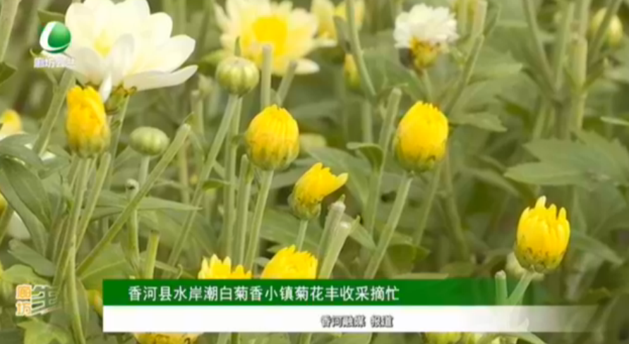 香河县水岸潮白菊香小镇菊花丰收采摘忙