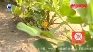 农博士 话农事：高油酸花生特点及栽培技术