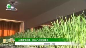 永清黄芽韭菜：地标产品俏销隆冬