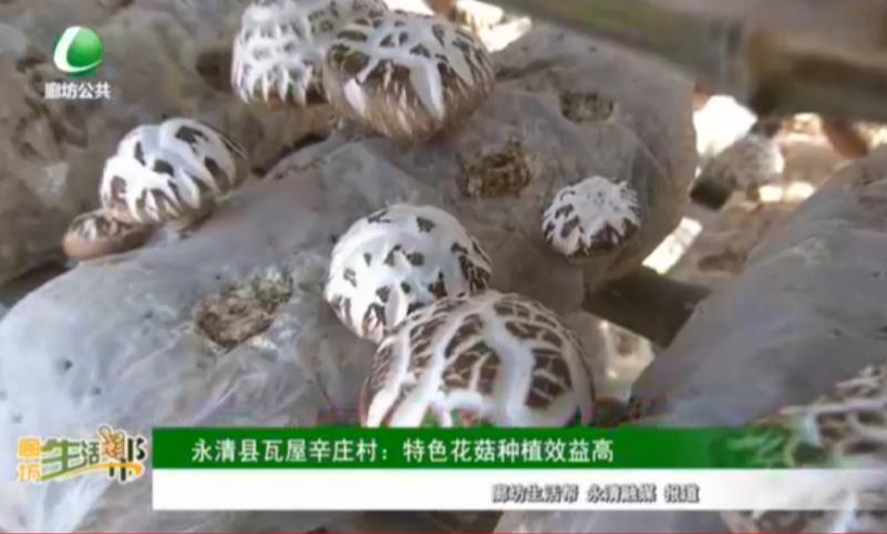 永清县瓦屋辛庄村：特色花菇种植效益高