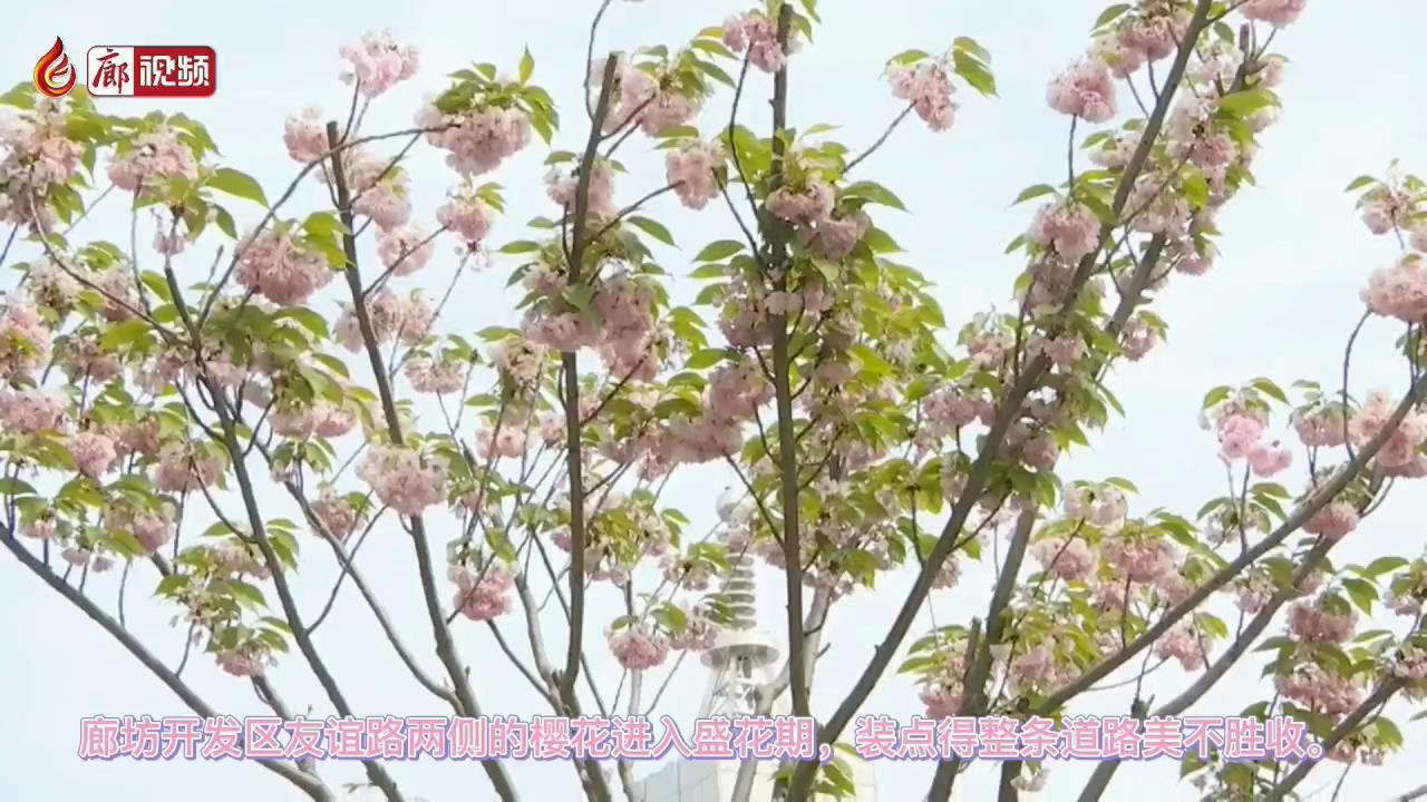 廊视频 | 廊坊开发区樱花大道樱花绽放添美景