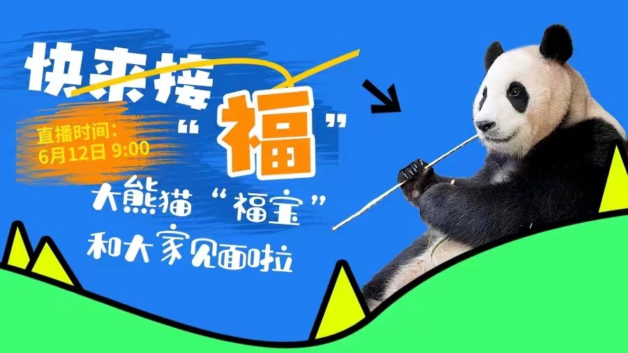 快来接“福”！大熊猫“福宝”和大家见面啦